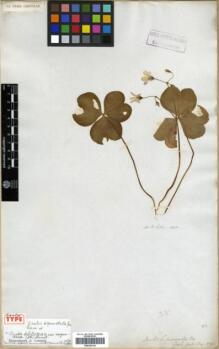 Type specimen at Edinburgh (E). Cultivated Plant of the RBGE (CULTE): . Barcode: E00326124.