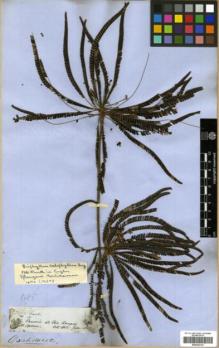 Type specimen at Edinburgh (E). Spruce, Richard: 2592. Barcode: E00326132.