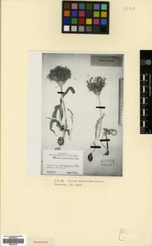 Type specimen at Edinburgh (E). Roop, T.A.: . Barcode: E00326144.