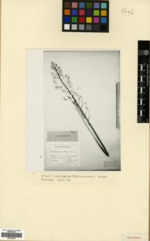 Type specimen at Edinburgh (E). Shelkovnikov, A.: . Barcode: E00326149.