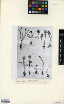 Type specimen at Edinburgh (E). Balansa, Benedict: . Barcode: E00326158.