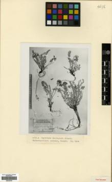 Type specimen at Edinburgh (E). Grossheim, Alexander: . Barcode: E00326166.