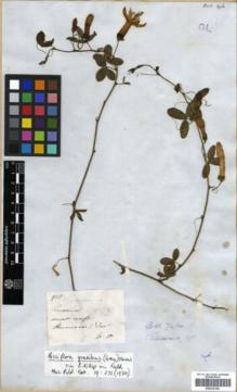 Type specimen at Edinburgh (E). Mathews, Andrew: 915. Barcode: E00326188.