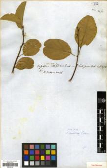 Type specimen at Edinburgh (E). Gardner, George: 46. Barcode: E00326189.