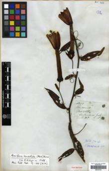 Type specimen at Edinburgh (E). Mathews, Andrew: 1252. Barcode: E00326192.