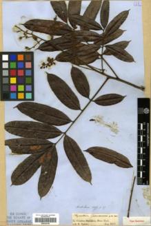 Type specimen at Edinburgh (E). Spruce, Richard: . Barcode: E00326196.