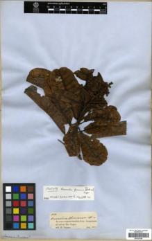 Type specimen at Edinburgh (E). Spruce, Richard: 1684. Barcode: E00326198.