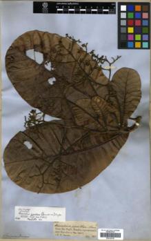 Type specimen at Edinburgh (E). Spruce, Richard: 1971. Barcode: E00326199.
