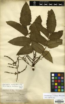 Type specimen at Edinburgh (E). Spruce, Richard: 6408. Barcode: E00326200.