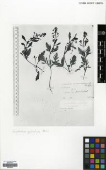 Type specimen at Edinburgh (E). Haussknecht, C.: . Barcode: E00326204.