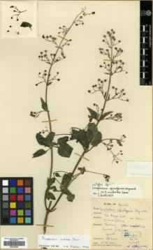 Type specimen at Edinburgh (E). Davis, Peter: 16209. Barcode: E00326205.