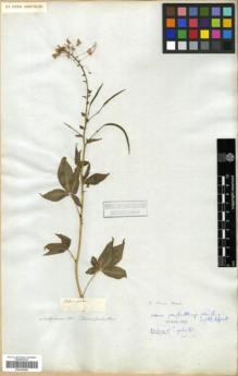 Type specimen at Edinburgh (E). Salzmann, Philipp: . Barcode: E00326208.