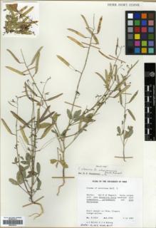 Type specimen at Edinburgh (E). Miller, Anthony ; Nyberg, Jane: M. 9029. Barcode: E00326213.