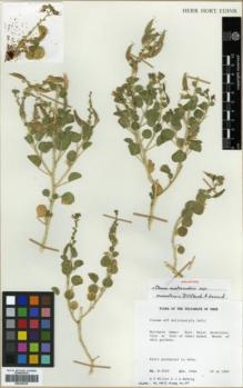 Type specimen at Edinburgh (E). Miller, Anthony ; Nyberg, Jane: M.9569. Barcode: E00326215.