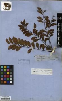 Type specimen at Edinburgh (E). Spruce, Richard: 4093. Barcode: E00326225.