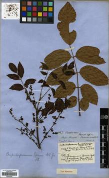 Type specimen at Edinburgh (E). Spruce, Richard: 4193. Barcode: E00326226.