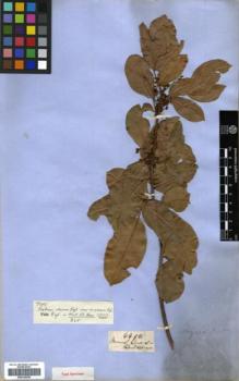 Type specimen at Edinburgh (E). Gardner, George: 4496. Barcode: E00326229.
