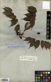 Type specimen at Edinburgh (E). Spruce, Richard: 3476. Barcode: E00326230.