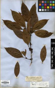 Type specimen at Edinburgh (E). Spruce, Richard: 1960. Barcode: E00326231.