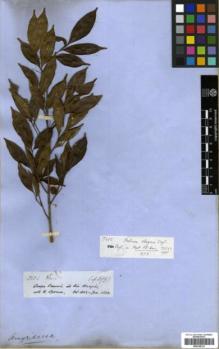 Type specimen at Edinburgh (E). Spruce, Richard: 2824. Barcode: E00326233.