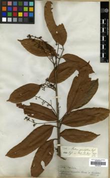Type specimen at Edinburgh (E). Spruce, Richard: 3304. Barcode: E00326234.