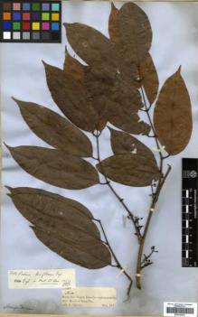 Type specimen at Edinburgh (E). Spruce, Richard: 1889. Barcode: E00326235.