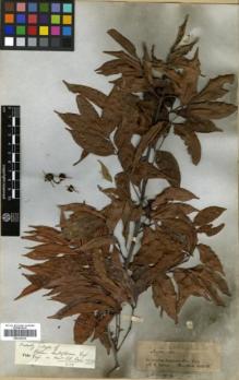 Type specimen at Edinburgh (E). Spruce, Richard: . Barcode: E00326236.
