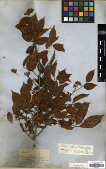 Type specimen at Edinburgh (E). Spruce, Richard: . Barcode: E00326237.