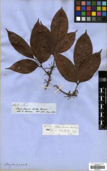 Type specimen at Edinburgh (E). Spruce, Richard: 2692. Barcode: E00326239.