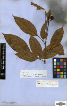 Type specimen at Edinburgh (E). Spruce, Richard: 2845. Barcode: E00326241.