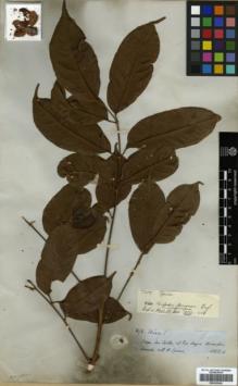 Type specimen at Edinburgh (E). Spruce, Richard: 3494. Barcode: E00326242.