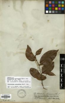 Type specimen at Edinburgh (E). Spruce, Richard: 3781. Barcode: E00326246.