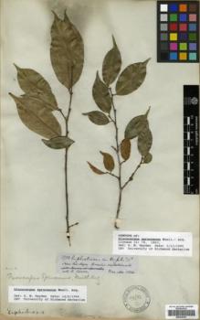 Type specimen at Edinburgh (E). Spruce, Richard: 3781. Barcode: E00326247.