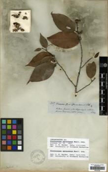 Type specimen at Edinburgh (E). Spruce, Richard: 3527. Barcode: E00326248.