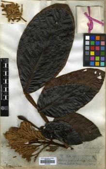 Type specimen at Edinburgh (E). Spruce, Richard: 3097. Barcode: E00326254.