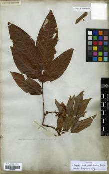 Type specimen at Edinburgh (E). Salzmann, Philipp: . Barcode: E00326255.