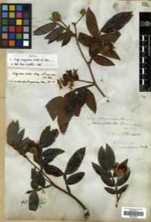 Type specimen at Edinburgh (E). Tweedie, John: . Barcode: E00326256.
