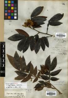 Type specimen at Edinburgh (E). Tweedie, John: . Barcode: E00326257.