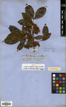 Type specimen at Edinburgh (E). Spruce, Richard: 4221. Barcode: E00326263.