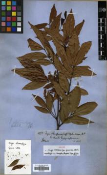 Type specimen at Edinburgh (E). Spruce, Richard: 4882. Barcode: E00326266.