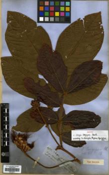Type specimen at Edinburgh (E). Spruce, Richard: 4935. Barcode: E00326273.
