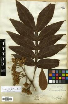 Type specimen at Edinburgh (E). : 1595. Barcode: E00326275.