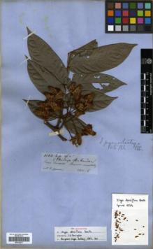 Type specimen at Edinburgh (E). Spruce, Richard: 4504. Barcode: E00326277.