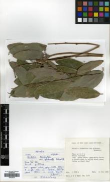 Type specimen at Edinburgh (E). Wood, John: 3129. Barcode: E00326278.