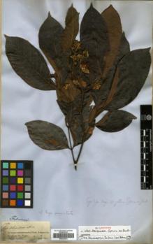 Type specimen at Edinburgh (E). Spruce, Richard: 1755. Barcode: E00326281.