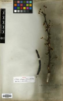 Type specimen at Edinburgh (E). Gillies, John: . Barcode: E00326285.