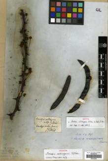 Type specimen at Edinburgh (E). Gillies, John: . Barcode: E00326286.