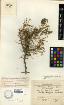 Type specimen at Edinburgh (E). Baytop, Asuman: 2612. Barcode: E00326297.