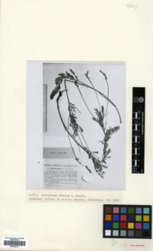 Type specimen at Edinburgh (E). Grossheim, Alexander: 41. Barcode: E00326313.