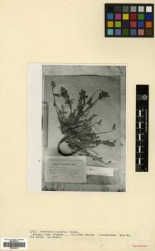 Type specimen at Edinburgh (E). Kemularia-Nathadze, L.M.: . Barcode: E00326315.
